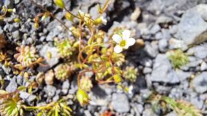 Image result for Tridactyle tridactylites