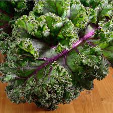 Image result for kadeřávek