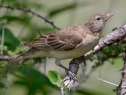 Image result for Gymnosporia buchananii