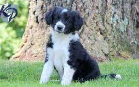 Use our puppy finder at the top of the page to find your perfect puppy from one of the reputable dog breeders in our network and give them a forever home! Bordoodle Puppies For Sale Puppy Adoption Keystone Puppies Bordoodle Puppies Puppy Adoption