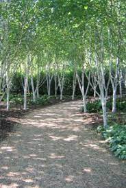 Maybe you would like to learn more about one of these? Avenue Of Silver Birch Trees Stock Photo Freeimages Birch Trees Garden Birch Trees Landscaping Deciduous Trees