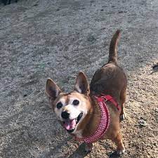 It is highly recommended that ptc is taken along with puppy pounce or private training sessions so the human knows what the pup is learning at camp and can continue that training at home. The 10 Best Dog Boot Camp In New York Ny With Free Estimates