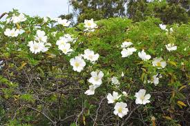 Image result for Rosa laevigata