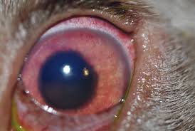 The uvea's the pupil, iris and stuff attached to them inside. Managing Uveitis In Dogs And Cats Today S Veterinary Practice