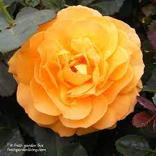 Vavoom Rose Reminds Me Of Fresh Squeezed Orange Juice Yum Planting Roses Planting Herbs Rooting Roses