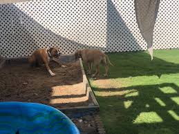 My boyfriend's parents take their dog there, and they give you a report card every day telling your dog's mood, who they played with, etc. Outer Banks Doggie Daycare Home Facebook