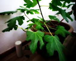 Likes long walks, train travel and hitchhiking. Wanzenplage Der Reisende Reporter