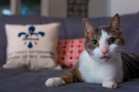 I'm very happy with my experience at art city vets.read more. City Paws Veterinary Clinic City Paws Veterinary Clinic