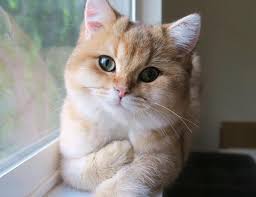 E ziua internațională a pisicilor!!! Ziua Internationala A Pisicii Cele Mai Simpatice Feline De Pe Instagram