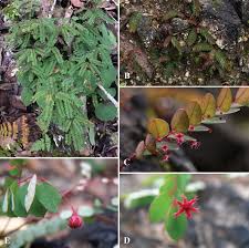 Image result for Phyllanthaceae