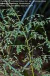Image result for Phyllanthus nummulariifolius