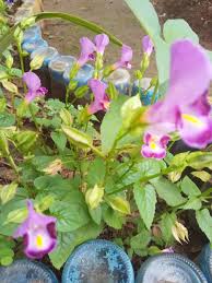 Berikut informasi lengkap penyebab dan cara pengobatan yang bisa dilakukan. Mata Kucing Mata Kucing Kucing