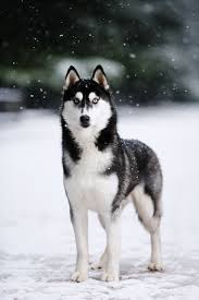 Black And White Siberian Husky Puppy Portrait Black And White Siberian Husky Standing Against The Blue Snow Dogs On The Background Of Nature Snow Falls White Siberian Husky Siberian Husky Husky