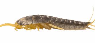 Hallo und herzlich willkommen hier. Silberfische Im Schlafzimmer Die Ursache Und Effektive Bekampfungsmethoden Motten Alarm De Schadlinge Bekampfen Leicht Gemacht