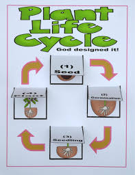 you can print the lift flap plant life cycle chart preschool