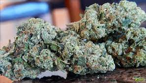 Check spelling or type a new query. Northern Lights Marijuana Strain Review