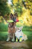 Do Dogs Need Boots for Hot & Cold Weather? | Small Door ...