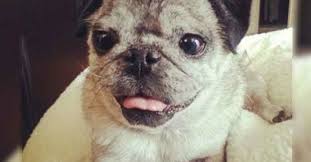 Down syndrome was discovered in humans after research and notable physical characteristics, but it has also been found that many animals may have difficulties similar to this disease. Beautiful Animals With Down Syndrome Prove Nothing Can Hold Them Back Lifebuzz