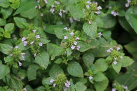 Image result for Clinopodium uhligii