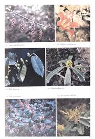 Image result for Petalidium bracteatum