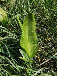 Image result for Ophioglossum vulgatum