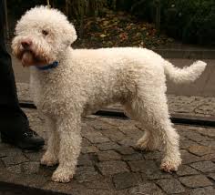 Allevamento lagotto romagnoloallevamento lagotto romagnolo toscanacane da tartufo lagotto romagnolocane lagotto romagnolocuccioli lagotto romagnolocuccioli. File Lagotto Romagnolo 322 Jpg Wikimedia Commons