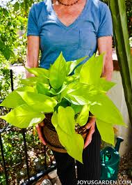 Maybe you would like to learn more about one of these? Neon Pothos Care A Vibrant Chartreuse Houseplant