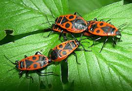 Die kleinen gefräßigen tiere können im die ausgewachsenen käfer ernähren sich von blüten, getreideblättern und gräsern und sind daher für. Gemeine Feuerwanze Wikipedia