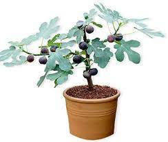 Ficus trees can feature braided trunks and leaf canopies. Amazon Com Chicago Hardy Fig W Edible Fruit Well Rooted Fig Tree Plant In 2 5 Pot Ships As Starter Plug Plant From Easy To Grow Garden Outdoor