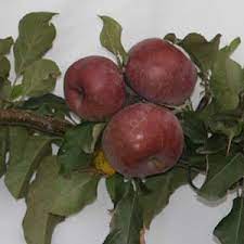 At jujube australia we propagate jujube trees for our commercial orchard. Heritage Apple Trees For Sale Nurseries Online Australia