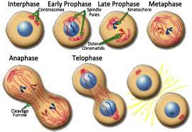 Maybe you would like to learn more about one of these? Image Of Mitosis In An Animal Cell Mitosis Cell Division Animal Cell