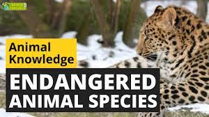 Endangered Animal Species Animals For Kids Educational Video Youtube