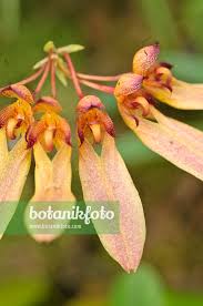 Image result for Bulbophyllum longiflorum