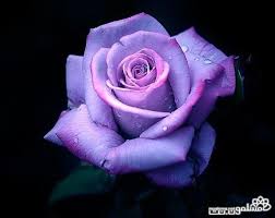 Rose Mauve Violet Beautiful Flowers Photos Purple Roses Purple Flowers