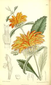 Image result for Leonotis myrothamnifolia