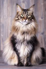 Pin On Fur Babes