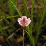 Image result for Genlisea hispidula