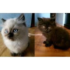 Cari produk makanan kucing lainnya di tokopedia. Kitten Persia Himalaya Warna Putih Hitam Harga Nego Bisa Barter Di Bandung Tribunjualbeli Com