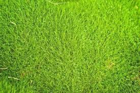 If drought and heat persist, zoysia will go dormant, but it greens up quickly when watered again. No Fuss Lawns With Zoysia Grass Gardening Know How