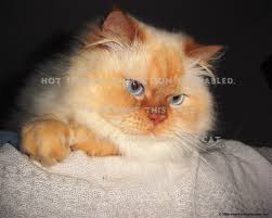 He has beautiful blue eyes, a playful and loving. Flame Point Himalayan Cat Pet Beautiful