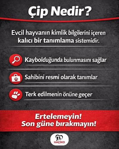 Evcil Dostuna Çip Taktırmak İçin Son Gün 31 Aralık! Sakın Erteleme!