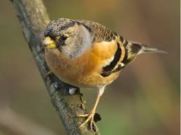 Bird With Brown Head And Black Body Uk Brambling Animals Wild Birds Birds