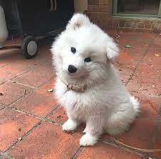 14 Facts About Fluffy Samoyeds Petpress Smart Dog Cute Dogs And Puppies Samoyed Puppy