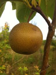 Maybe you would like to learn more about one of these? Korean Giant Asian Pear General Fruit Growing Growing Fruit