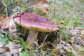 Image result for Russula polyphylla