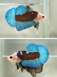 Pin On Bettas Plakat Frilly Anger Fishies