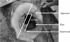 Image result for Crossopteryx