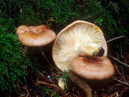 Image result for Lactarius mutabilis