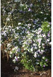 Image result for Brunfelsia australis