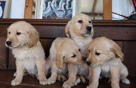 Breeders of merit are denoted by level in ascending order of: Fun Loving Golden Retriever Puppies For Sale For Sale In San Antonio Texas Classified Americanlisted Com